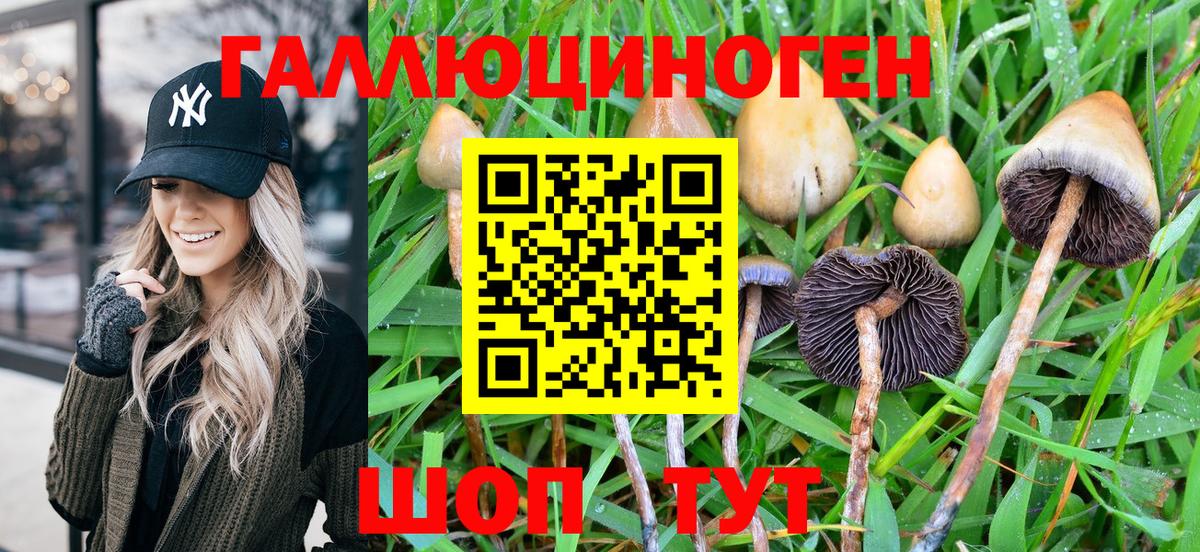 Псилоцибиновые грибы Psilocybine cubensis Воткинск